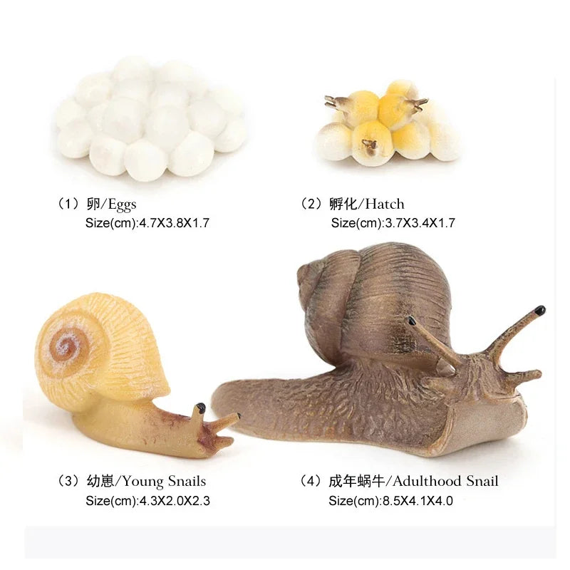 Animal Life Cycle Board Children Toys Montessori Teaching Aids Plant Animal Growth Cycle Model Set preschool cognitive Toys