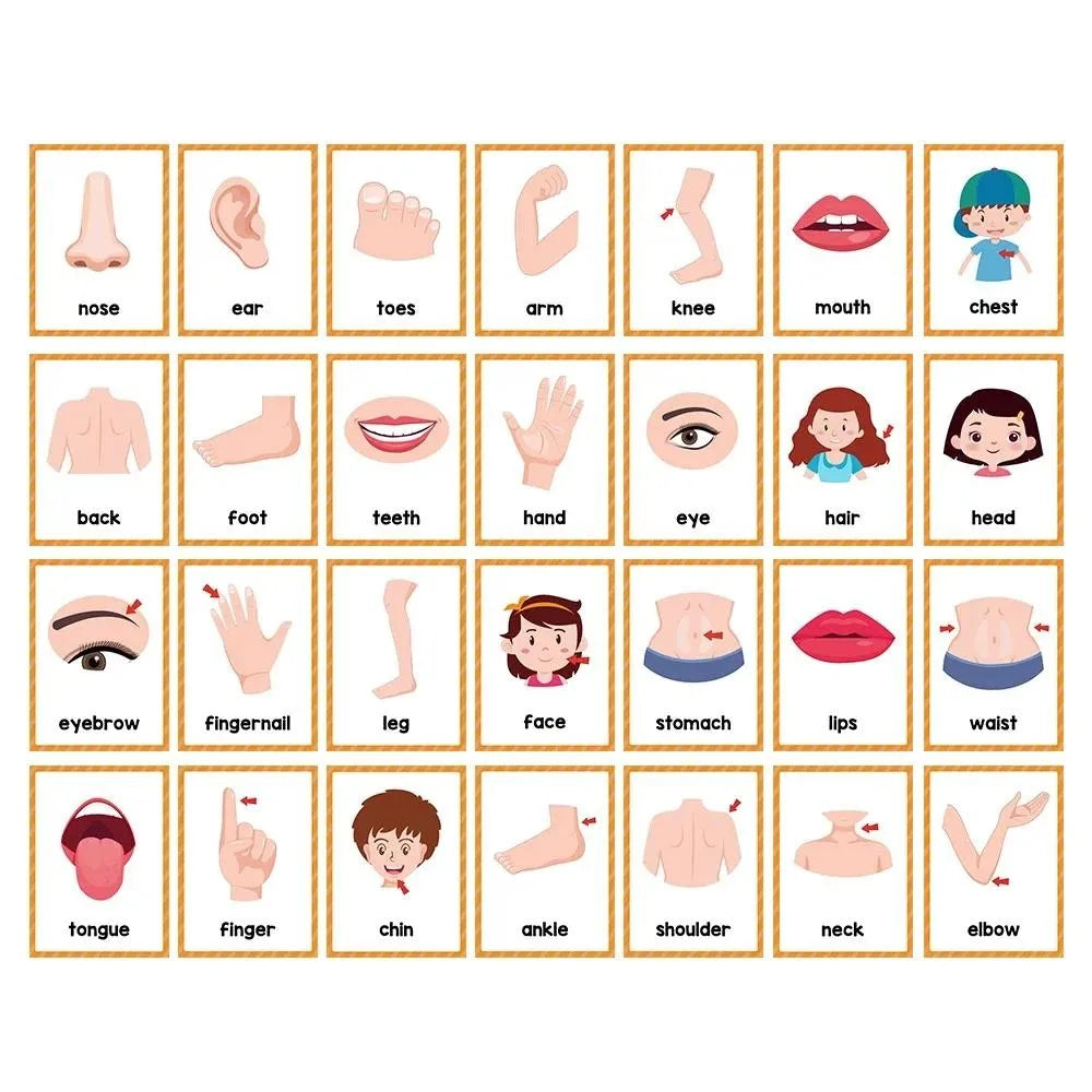 15 Cards Children Body Parts Cognitive Card Montessori toys Flash Cards for kid Education Enlightenment  English learning  Card