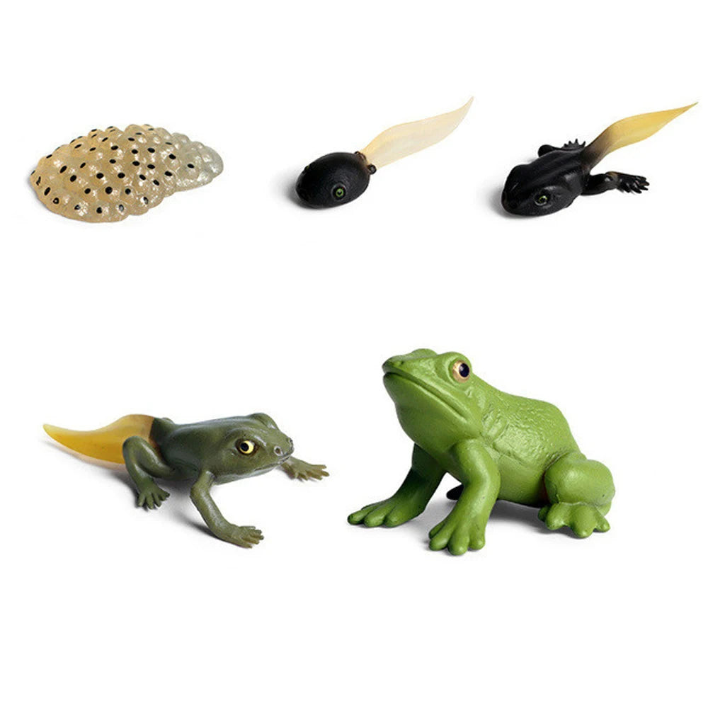 Animal Life Cycle Children Toys Simulation Plant Model Montessori Teaching Aids Animal Growth Cycle Model Set Cognitive Toy