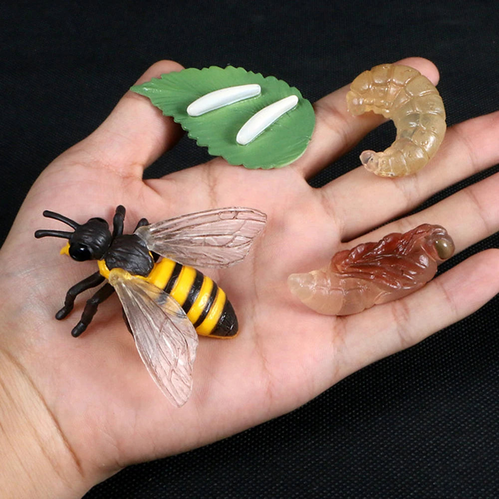Animal Life Cycle Children Toys Simulation Plant Model Montessori Teaching Aids Animal Growth Cycle Model Set Cognitive Toy