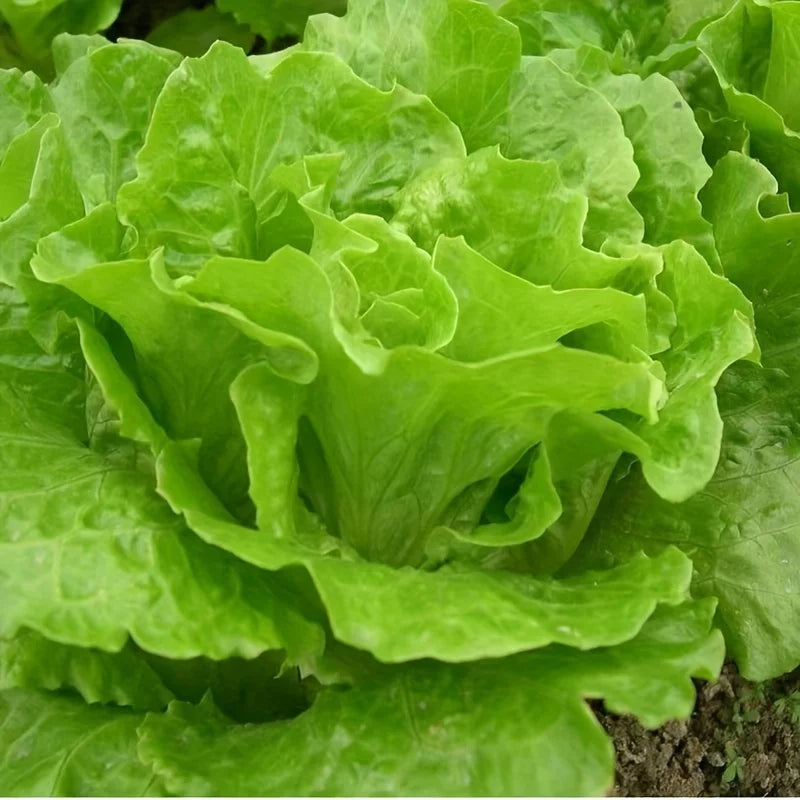 505 seasonal fresh food refrigerator vegetable seeds balcony potted summer heat-resistant vegetable seeds