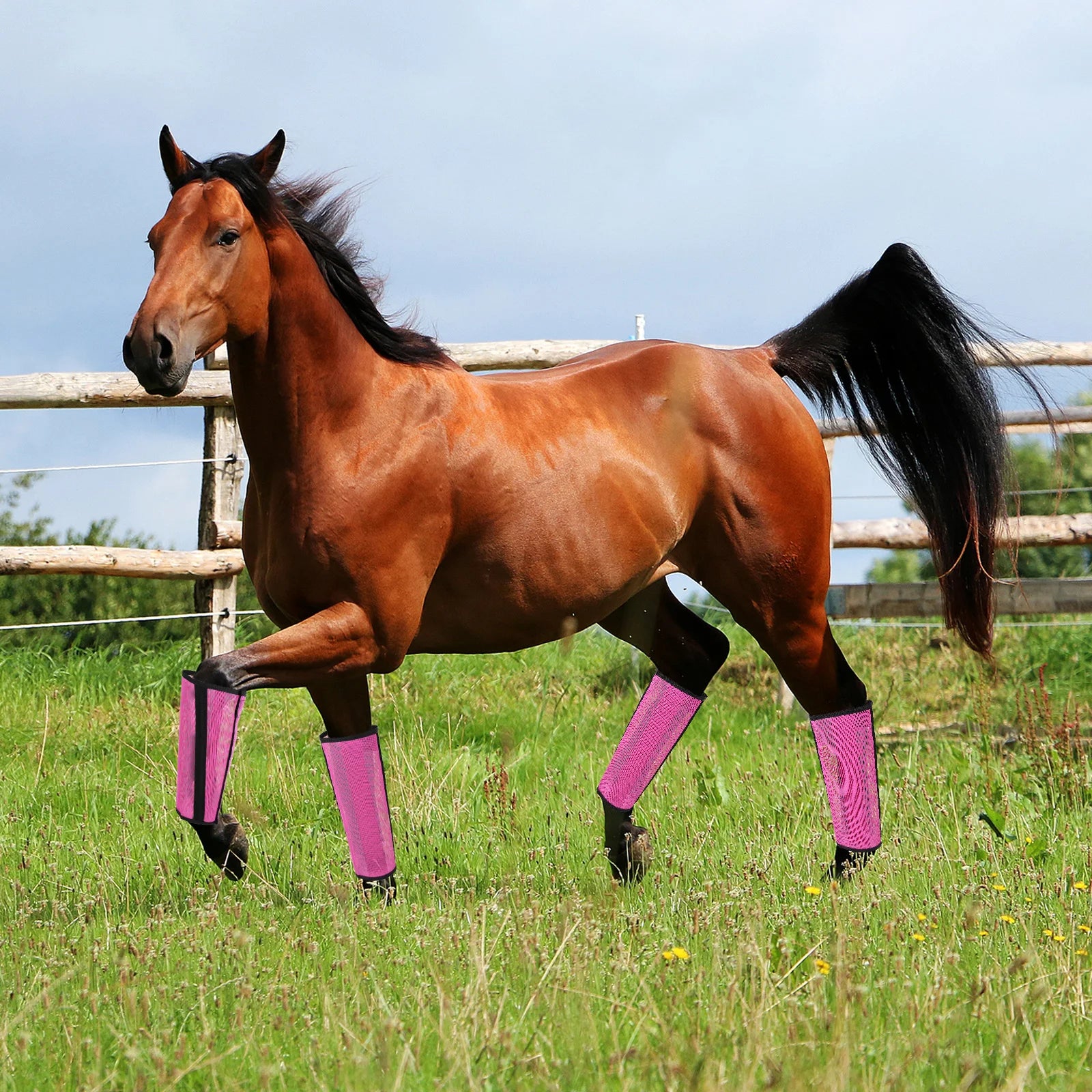 4pcs Botas Antimoscas para Patas de Caballo | Malla Transpirable | Protección 🐎