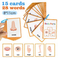 15 Cards Children Body Parts Cognitive Card Montessori toys Flash Cards for kid Education Enlightenment  English learning  Card