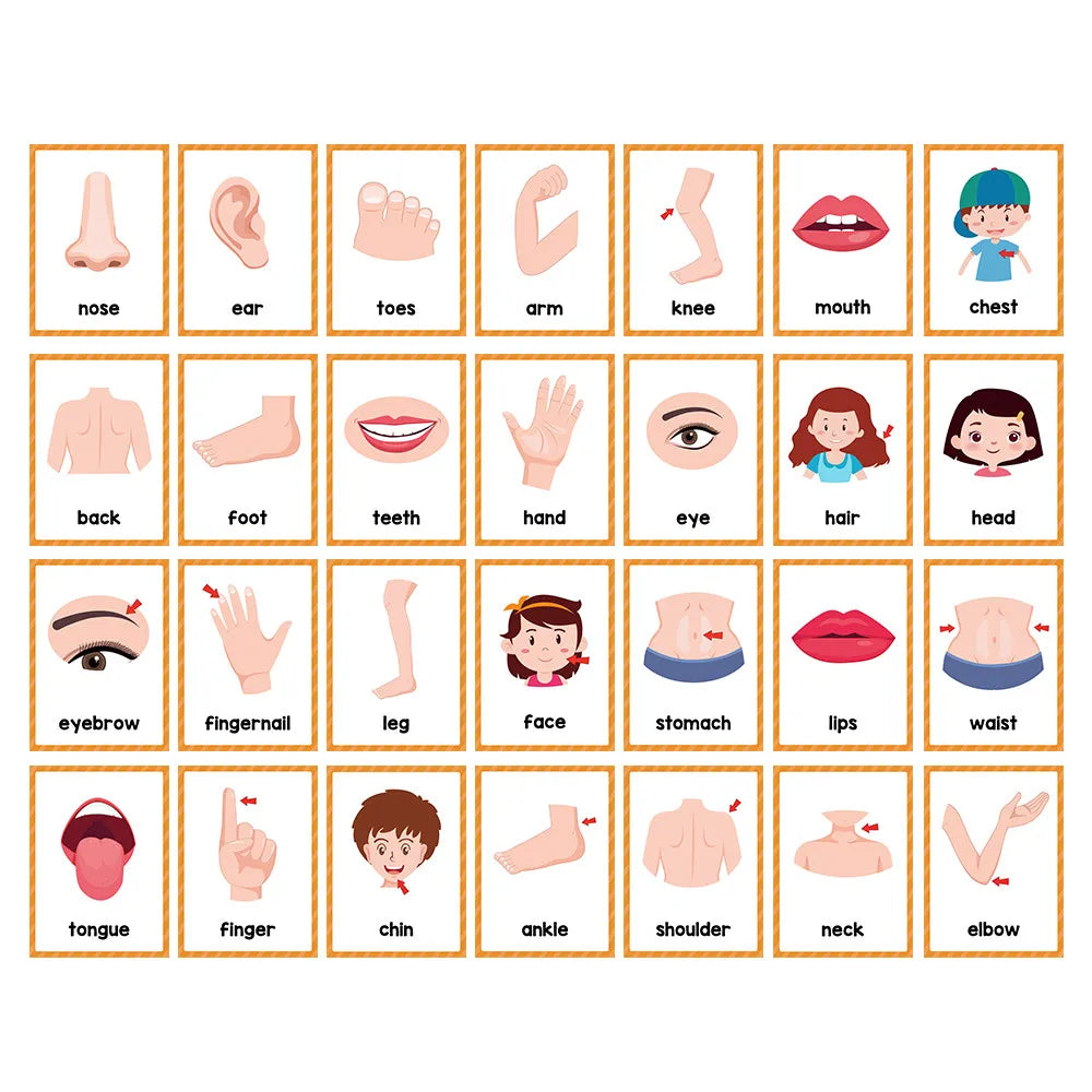 15 Cards Children Body Parts Cognitive Card Montessori toys Flash Cards for kid Education Enlightenment  English learning  Card