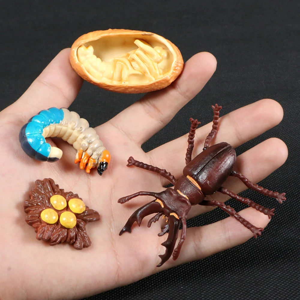 Animal Life Cycle Children Toys Simulation Plant Model Montessori Teaching Aids Animal Growth Cycle Model Set Cognitive Toy