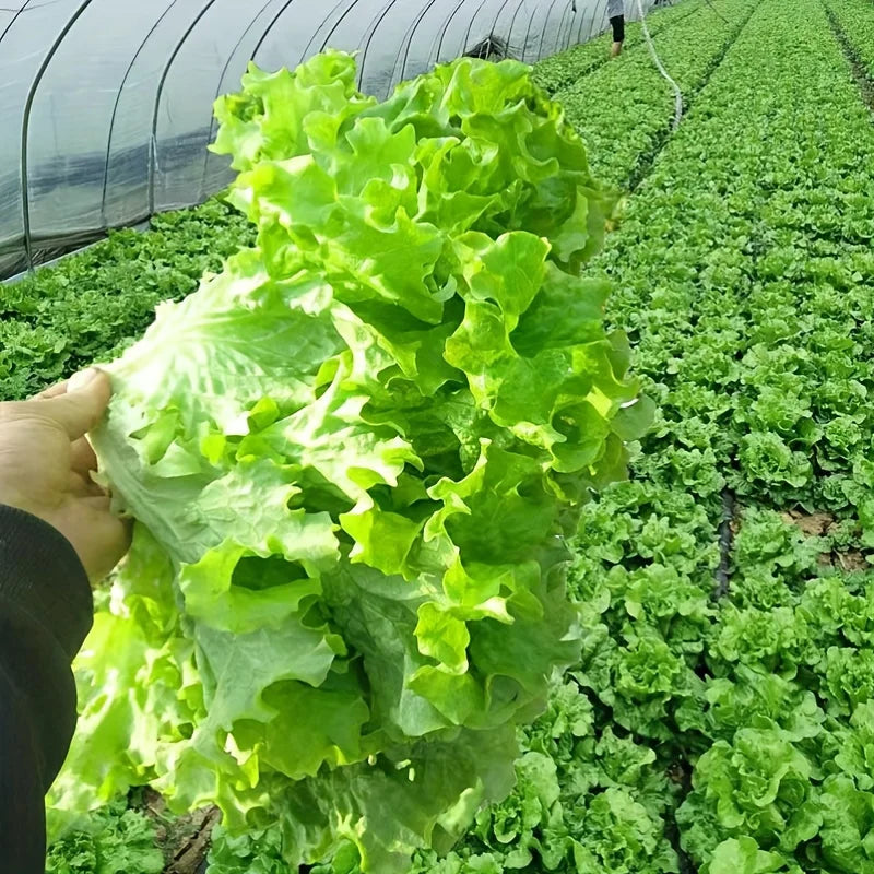 505 seasonal fresh food refrigerator vegetable seeds balcony potted summer heat-resistant vegetable seeds