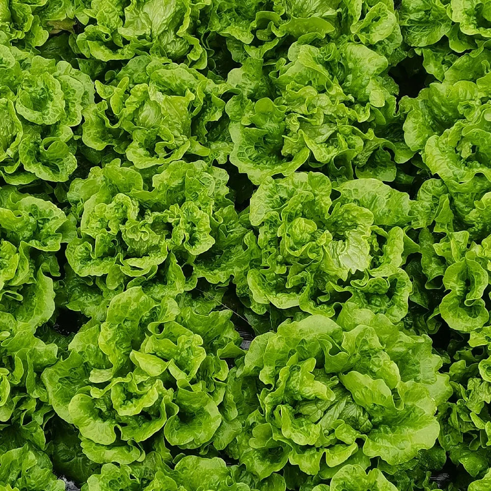 505 seasonal fresh food refrigerator vegetable seeds balcony potted summer heat-resistant vegetable seeds