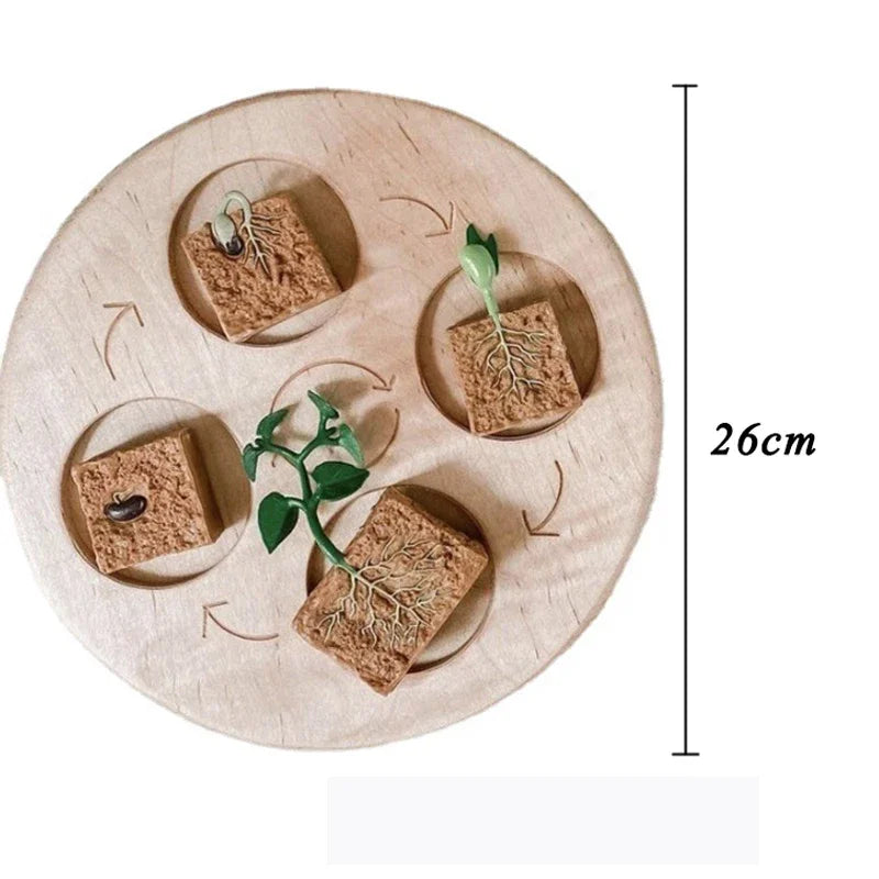 Animal Life Cycle Board Children Toys Montessori Teaching Aids Plant Animal Growth Cycle Model Set preschool cognitive Toys