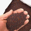 265 orange begonia seeds - good potted growth - easy to plant - outdoor garden
