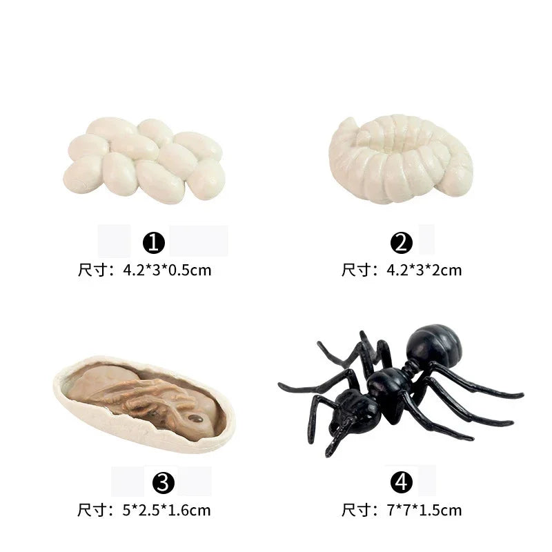 Animal Life Cycle Board Children Toys Montessori Teaching Aids Plant Animal Growth Cycle Model Set preschool cognitive Toys