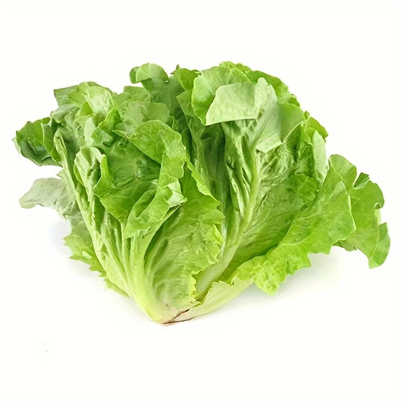 505 seasonal fresh food refrigerator vegetable seeds balcony potted summer heat-resistant vegetable seeds