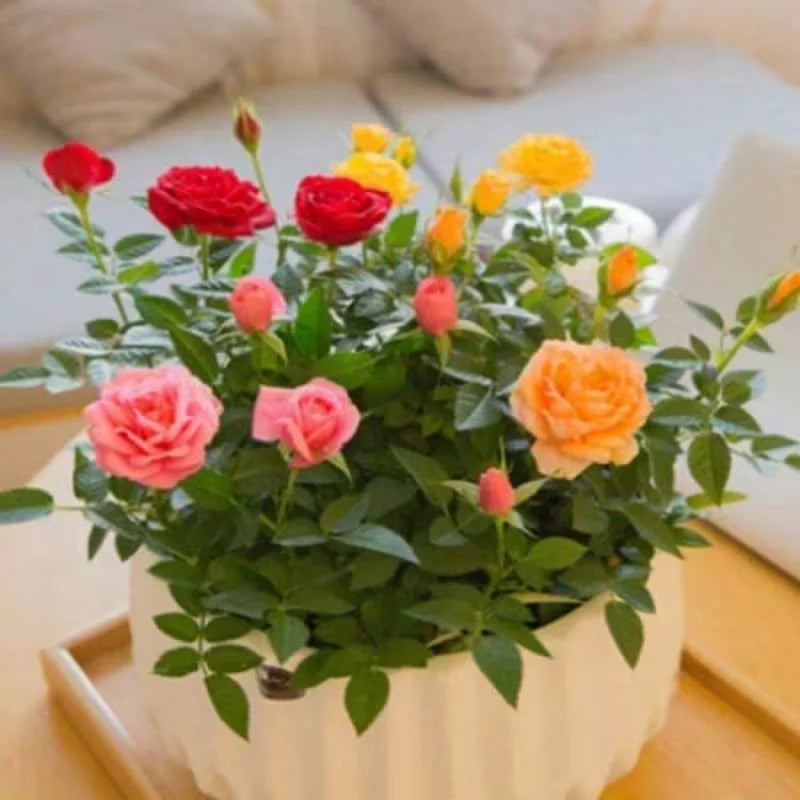 55 Grains Multicolor Rose Flower Seeds Four Seasons Easy to Live Balcony Courtyard Potted Flower Seeds Horticultural Plantation
