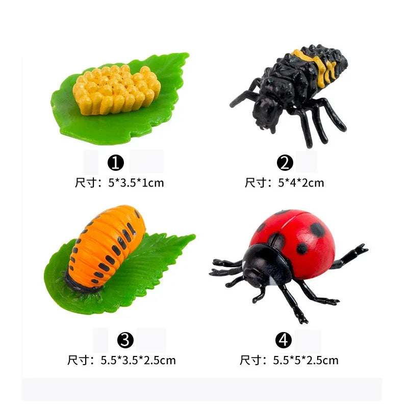Animal Life Cycle Board Children Toys Montessori Teaching Aids Plant Animal Growth Cycle Model Set preschool cognitive Toys