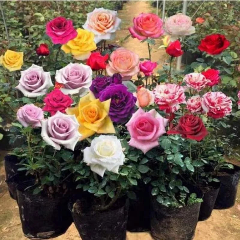 55 Grains Multicolor Rose Flower Seeds Four Seasons Easy to Live Balcony Courtyard Potted Flower Seeds Horticultural Plantation