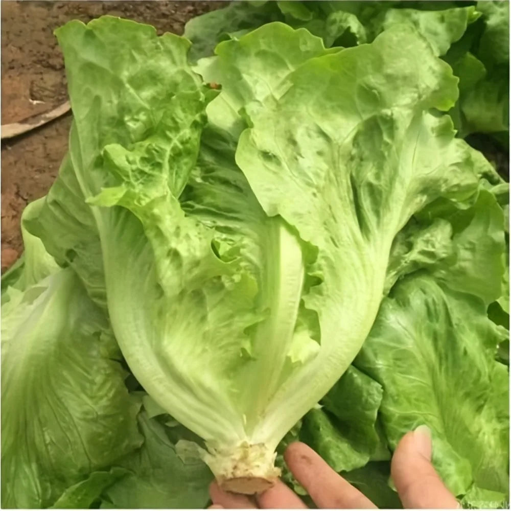 505 seasonal fresh food refrigerator vegetable seeds balcony potted summer heat-resistant vegetable seeds