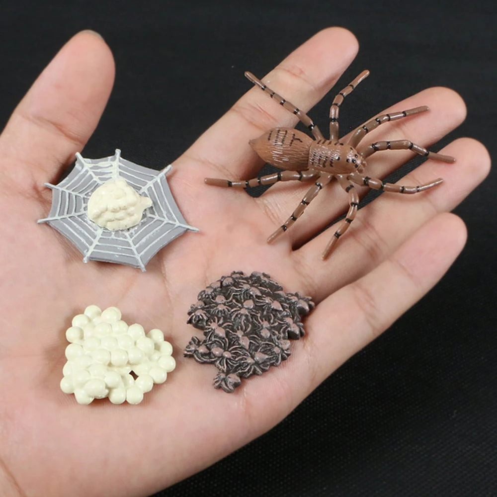 Animal Life Cycle Children Toys Simulation Plant Model Montessori Teaching Aids Animal Growth Cycle Model Set Cognitive Toy