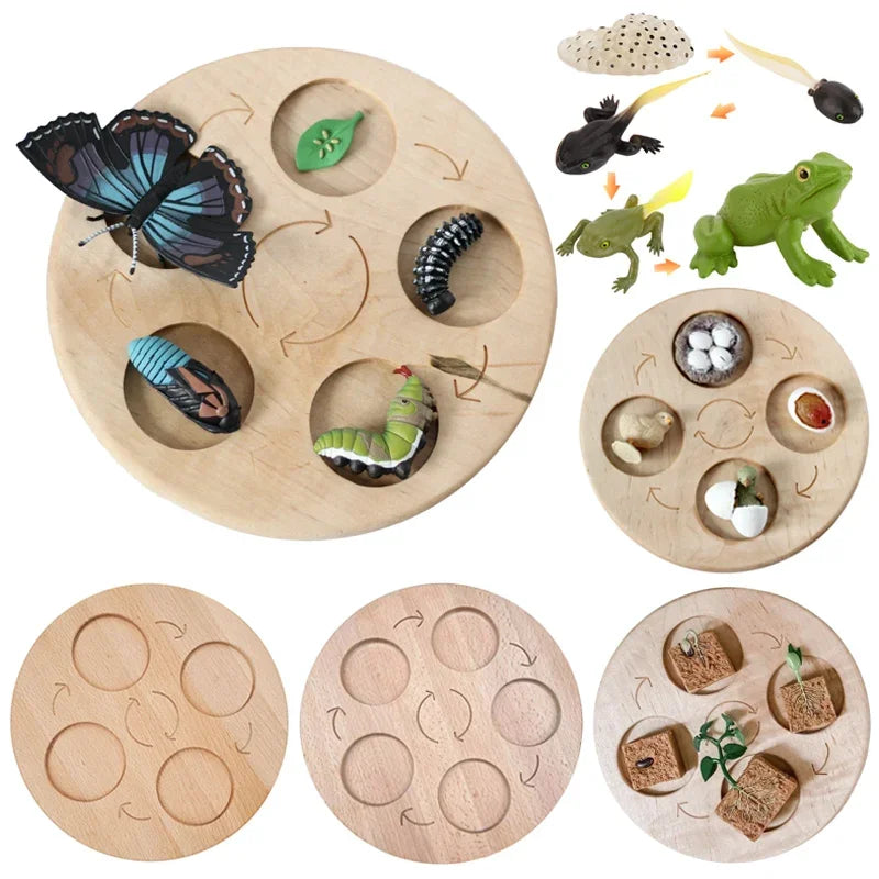 Animal Life Cycle Board Children Toys Montessori Teaching Aids Plant Animal Growth Cycle Model Set preschool cognitive Toys