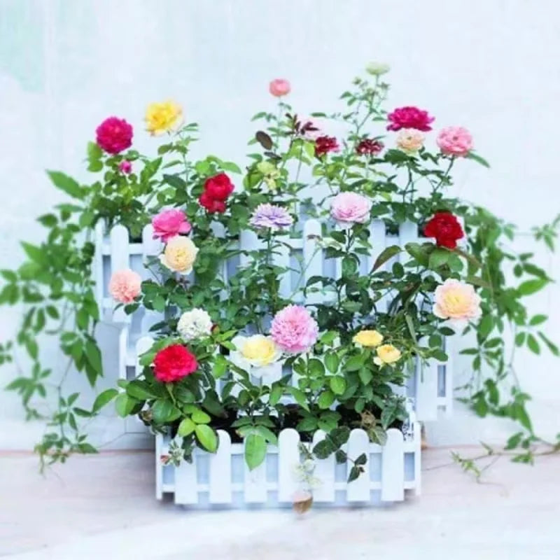 55 Grains Multicolor Rose Flower Seeds Four Seasons Easy to Live Balcony Courtyard Potted Flower Seeds Horticultural Plantation