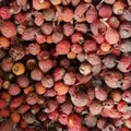 55 Grains Multicolor Rose Flower Seeds Four Seasons Easy to Live Balcony Courtyard Potted Flower Seeds Horticultural Plantation