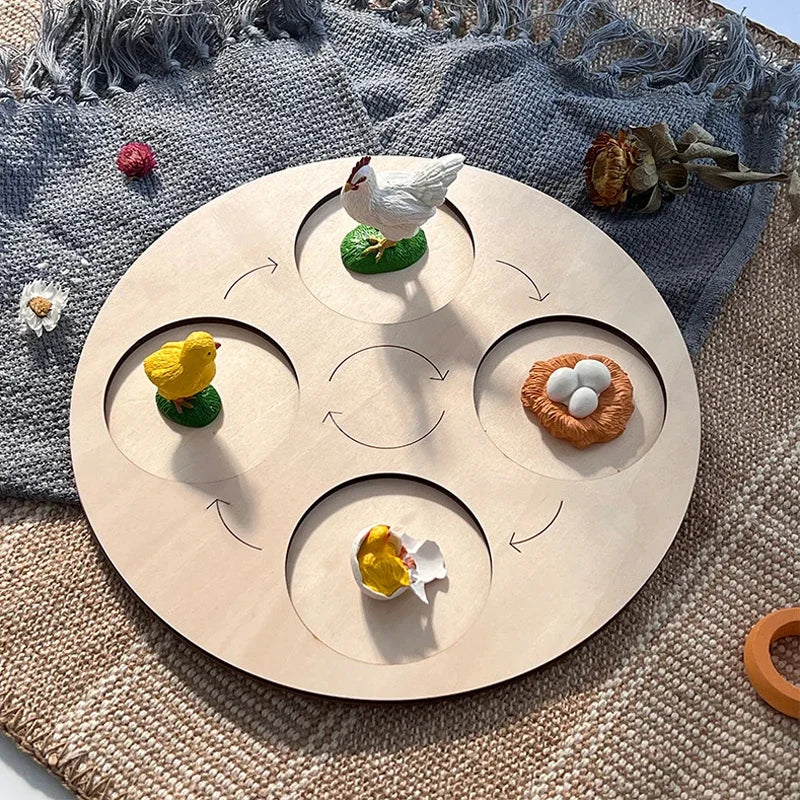 Animal Life Cycle Board Children Toys Montessori Teaching Aids Plant Animal Growth Cycle Model Set preschool cognitive Toys