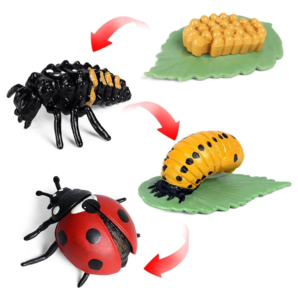 Animal Life Cycle Children Toys Simulation Plant Model Montessori Teaching Aids Animal Growth Cycle Model Set Cognitive Toy