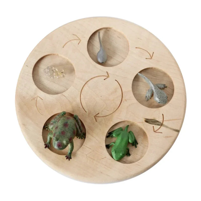 Animal Life Cycle Board Children Toys Montessori Teaching Aids Plant Animal Growth Cycle Model Set preschool cognitive Toys