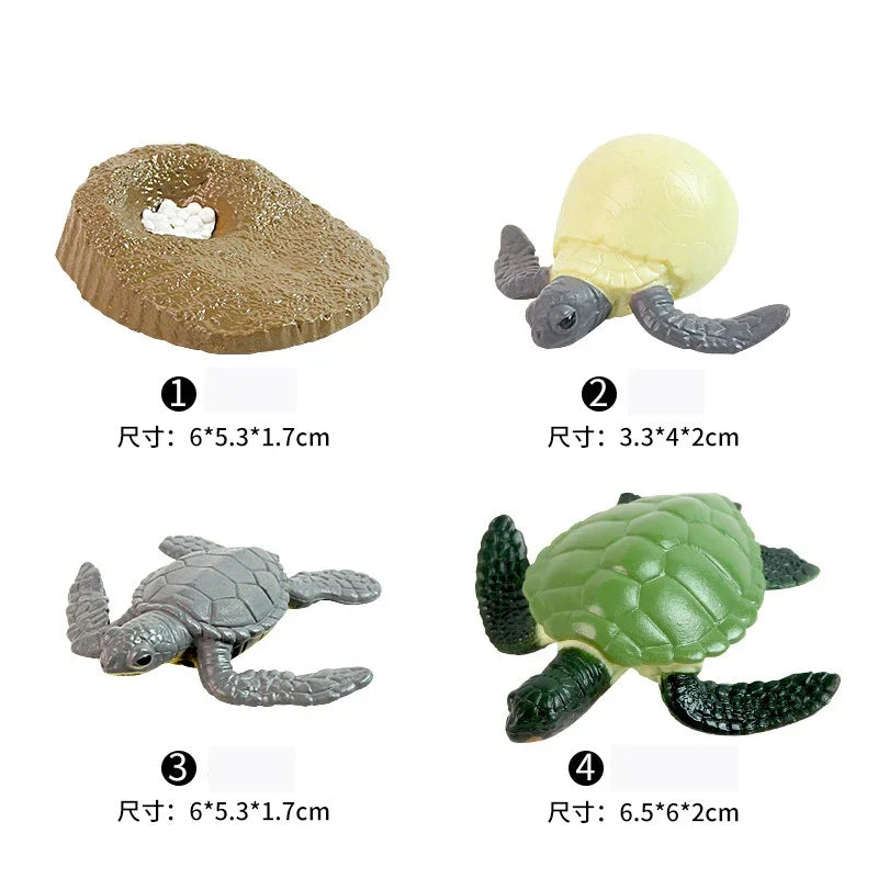 Animal Life Cycle Board Children Toys Montessori Teaching Aids Plant Animal Growth Cycle Model Set preschool cognitive Toys