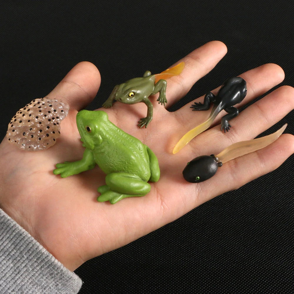 Animal Life Cycle Children Toys Simulation Plant Model Montessori Teaching Aids Animal Growth Cycle Model Set Cognitive Toy