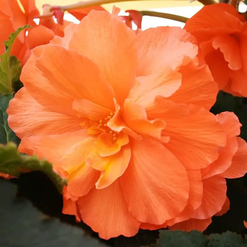 265 orange begonia seeds - good potted growth - easy to plant - outdoor garden