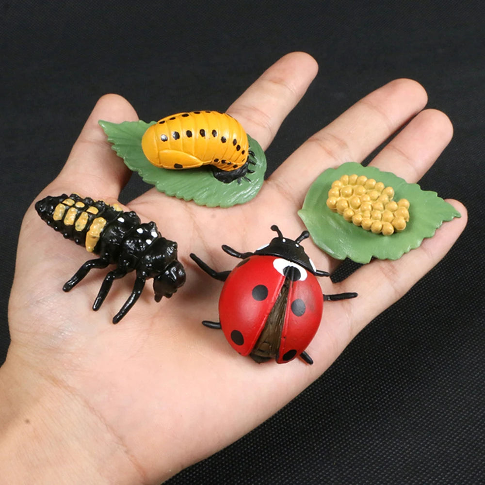 Animal Life Cycle Children Toys Simulation Plant Model Montessori Teaching Aids Animal Growth Cycle Model Set Cognitive Toy