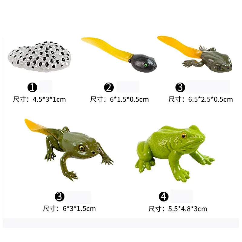 Animal Life Cycle Board Children Toys Montessori Teaching Aids Plant Animal Growth Cycle Model Set preschool cognitive Toys