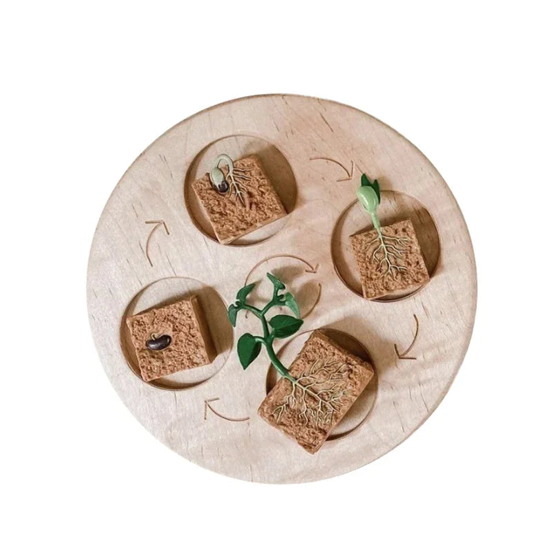 Animal Life Cycle Board Children Toys Montessori Teaching Aids Plant Animal Growth Cycle Model Set preschool cognitive Toys