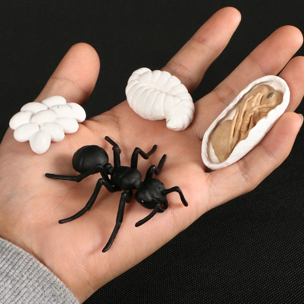 Animal Life Cycle Children Toys Simulation Plant Model Montessori Teaching Aids Animal Growth Cycle Model Set Cognitive Toy