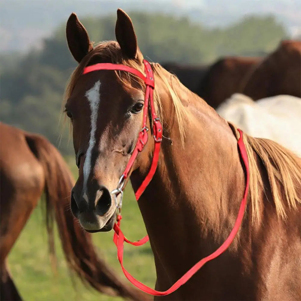 Brida para Caballo Ajustable con Filete y Muserola | Nylon Suave | Ecuestre 🐎