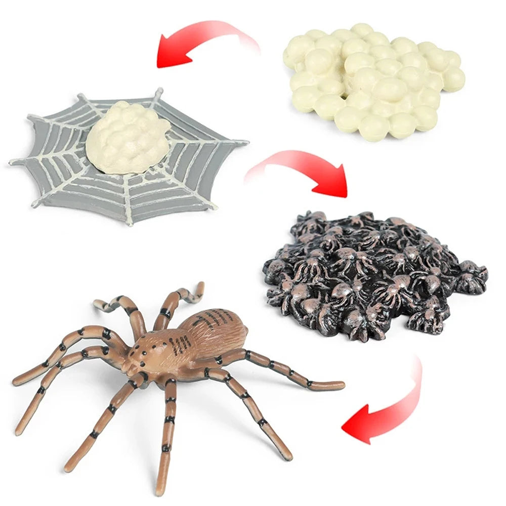 Animal Life Cycle Children Toys Simulation Plant Model Montessori Teaching Aids Animal Growth Cycle Model Set Cognitive Toy