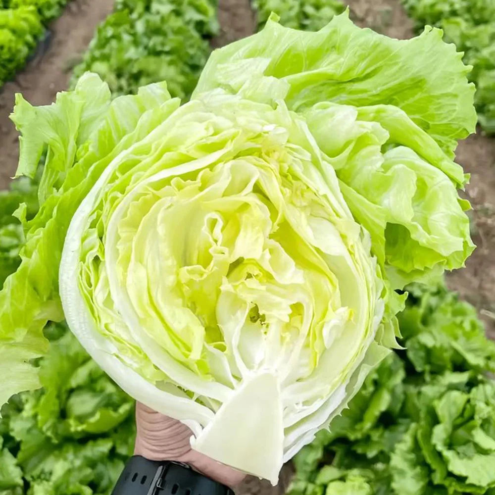 505 seasonal fresh food refrigerator vegetable seeds balcony potted summer heat-resistant vegetable seeds