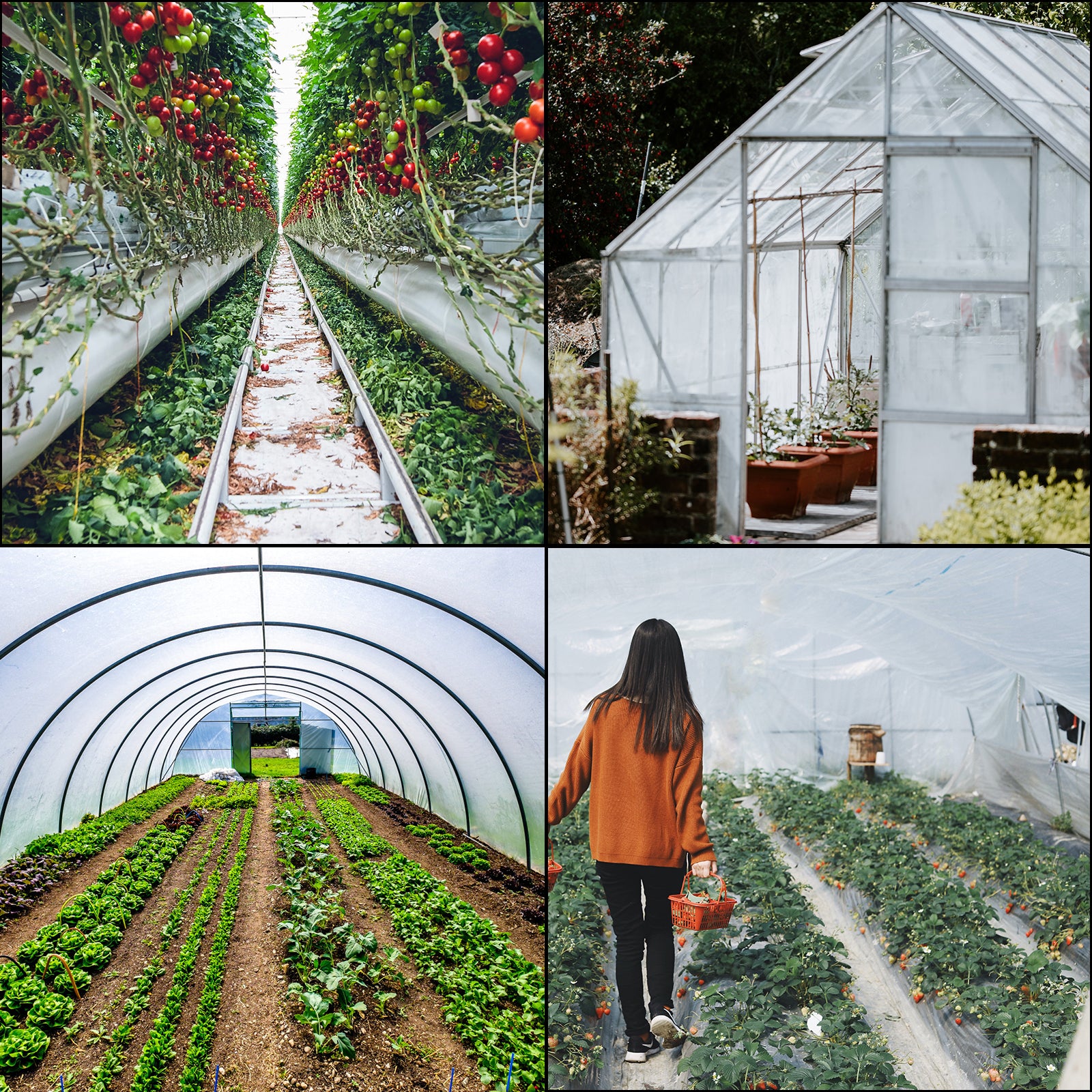 SucceBuy Agricultural Greenhouse Film Clear Plastic Farm Crops Vegetable Cover UV Resistant Polyethylene Covering Plants Flowers